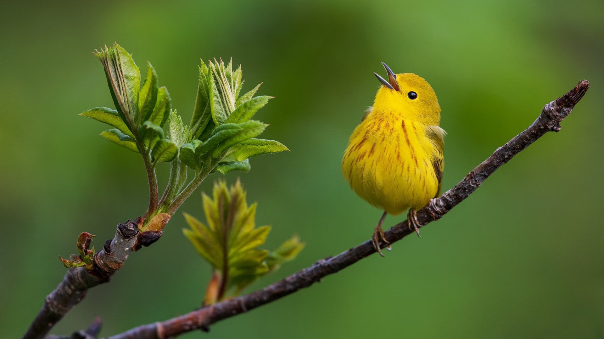 绝杀之夜，伊朗压哨力克法国，卡拉斯科化身英雄扛起全队
